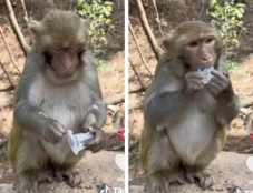 Viral! Seekor Monyet...
