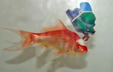 Ilmuwan Modifikasi Ikan...