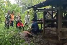 Puluhan Ekor Sapi Mati...