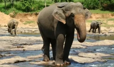 Habitat Gajah di Sumatera...