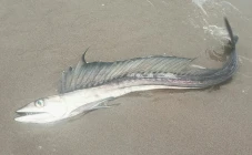Menyeramkan, Ikan Kanibal...