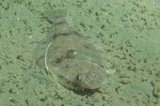 Mengenal Flatfish, Fakta...