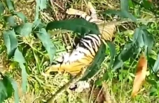 Memilukan! Harimau Sumatera...