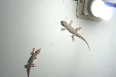 Benarkah Membunuh Cicak...