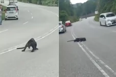 Tragis, Macan Kumbang...