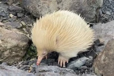 2 Landak Semut Albino...