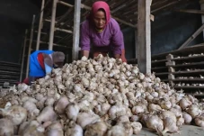 Harga Bawang Putih Meroket,...