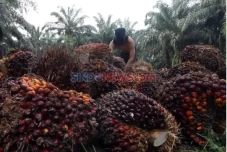 Industri Sawit Berkomitmen...