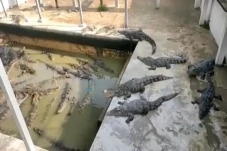Horor, Bos Ini Diterkam...