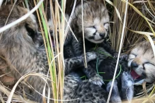 Tiga Anak Cheetah Mati...
