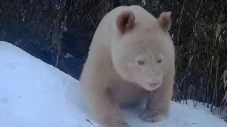 Panda Raksasa Albino...