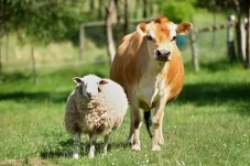 Perbedaan Kurban dan...