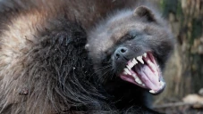 Wolverine Terlihat Lagi...