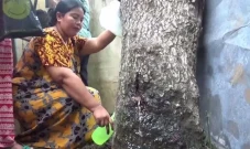 Pohon Akasia di Jember...