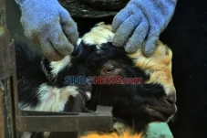 5 Kambing di Bekasi...