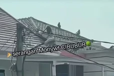 Kawanan Monyet Invasi...