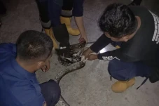 Makan Ayam Peliharaan...