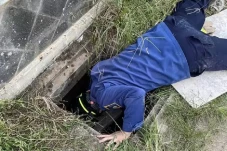Ular Sanca 2 Meter di...