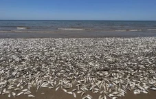 Ribuan Ikan di Pantai...
