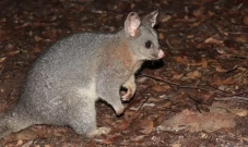 Populasi Possum Brushtail...