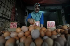 Tekan Harga Telur, Pemerintah...