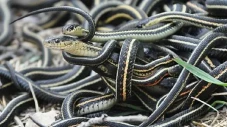 Mengapa Snake Island...