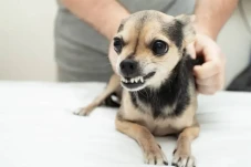 Bukan Cuma Anjing, Hewan-Hewan...