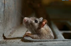 10 Kota dengan Tikus...