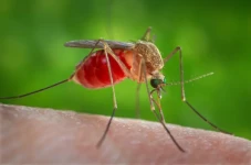 Virus West Nile Dinyatakan...