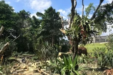 Pohon Besar di Kebun...