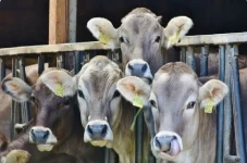 Gawat! 2.410 Ekor Sapi...