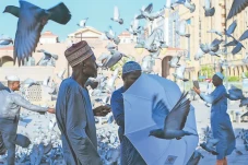 Burung di Masjidilharam,...