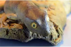 Fakta-Fakta Gecko Raksasa...