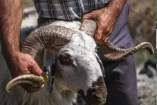 Memilih Hewan Kurban...