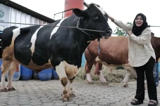 Dapat Sapi Besar untuk...