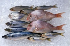 7 Ikan Laut yang Mengandung...