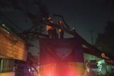 Pohon Tumbang di Bogor...