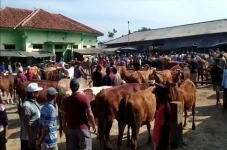 Ratusan Sapi di Banjarnegara...