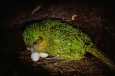 Demi Selamatkan Burung...