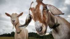 12 Jenis Kambing yang...