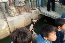 Ada Bunyi Klakson Mobil,...