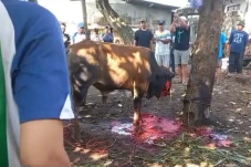 Depok Gempar! Sapi Kurban...