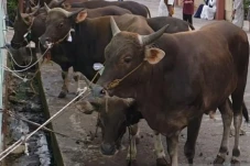 Iduladha, 11 Ribu Ekor...