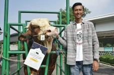 Cerita Penjual Sapi...