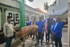 GAMKI Sumbangkan Sapi...