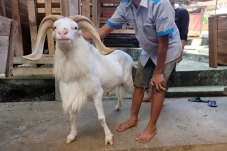 Peristiwa Penyembelihan...