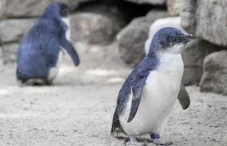 Fosil Penguin Terkecil...