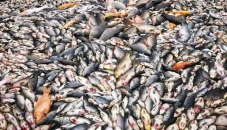 Ribuan Ikan Mati di...