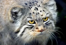 Pallas, Kucing Hantu...