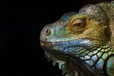 5 Perbedaan Iguana dan...